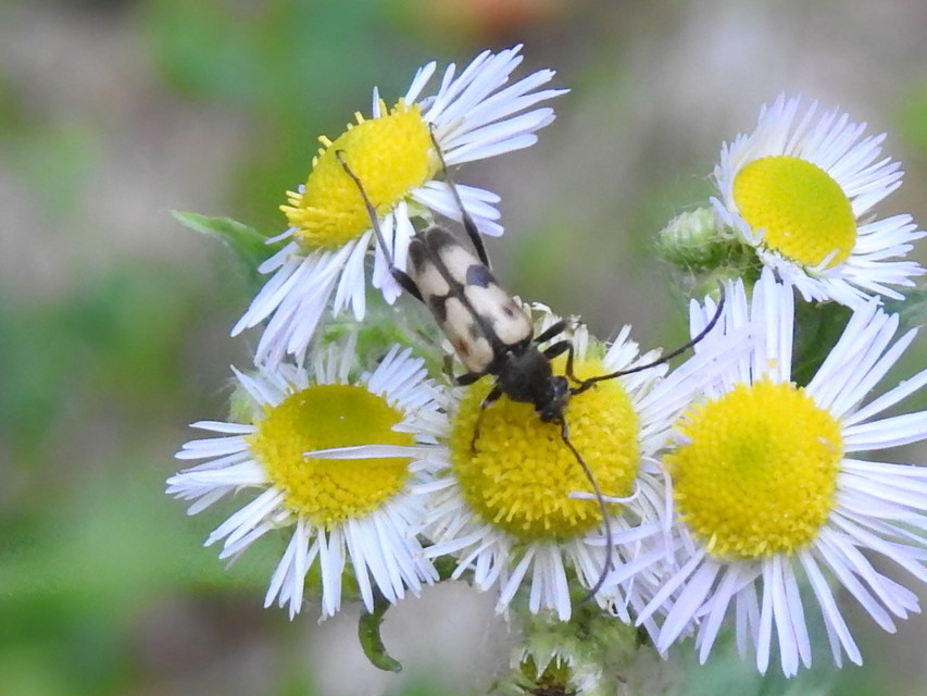 Pachytodes erraticus - rajzos virágcincér