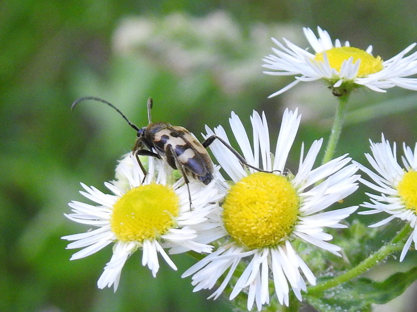 Pachytodes erraticus - rajzos virágcincér