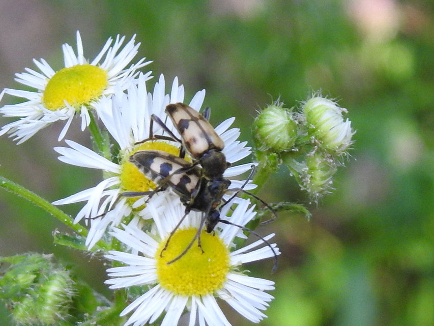Pachytodes erraticus - rajzos virágcincér