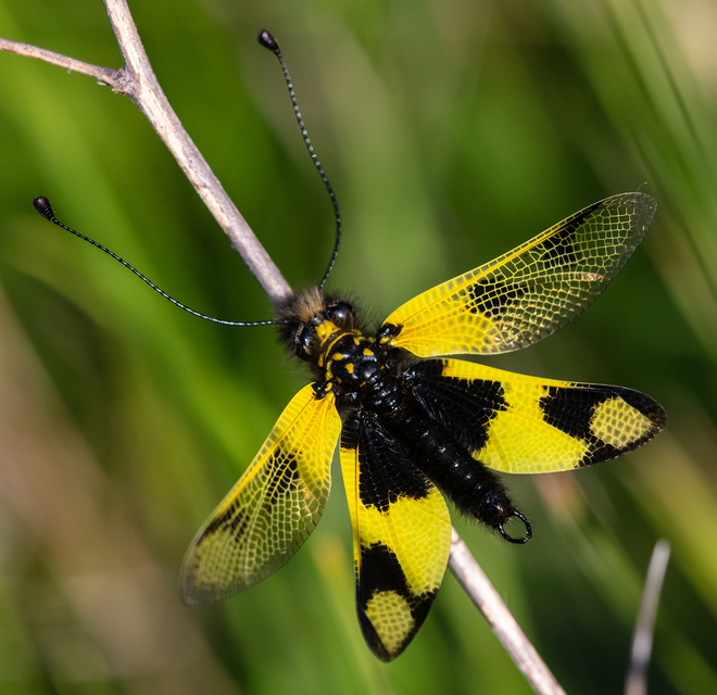 Libelloides macaronius - keleti rablópille