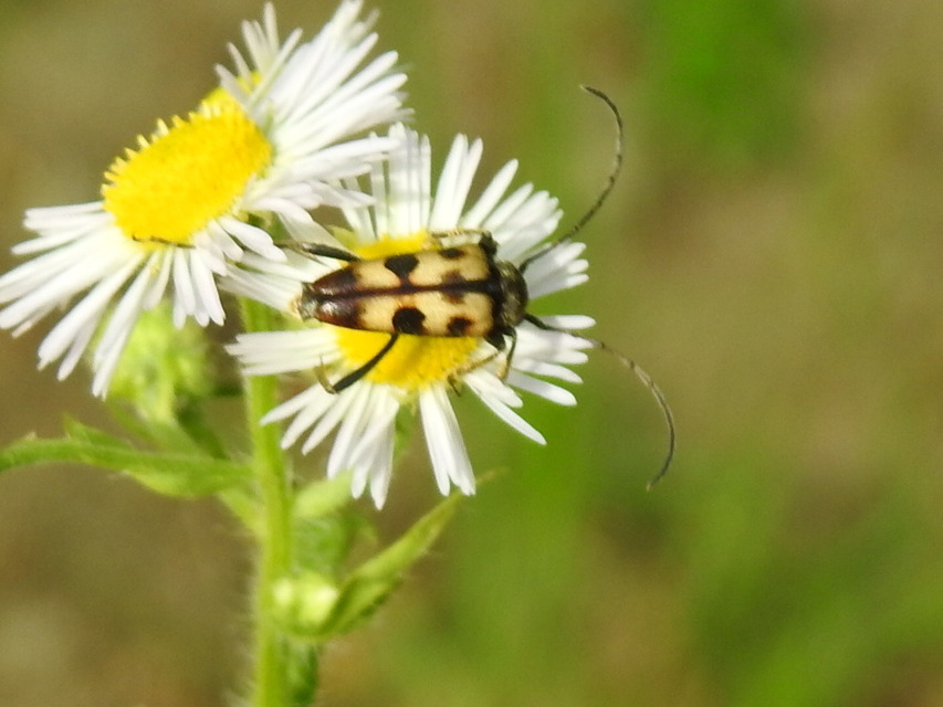 Pachytodes erraticus - rajzos virágcincér