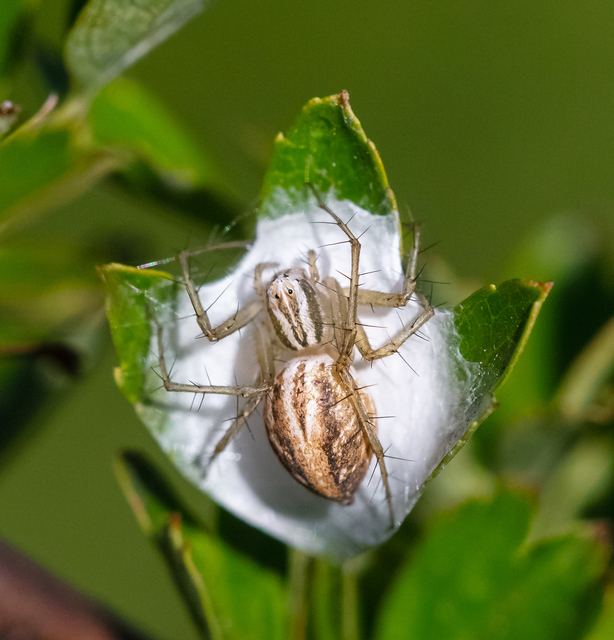 Oxyopes lineatus