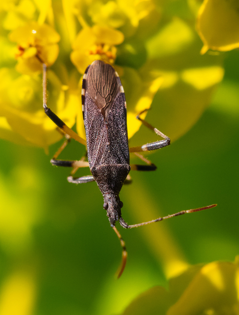 Dicranocephalus albipes - kutyatej-karimáspoloska