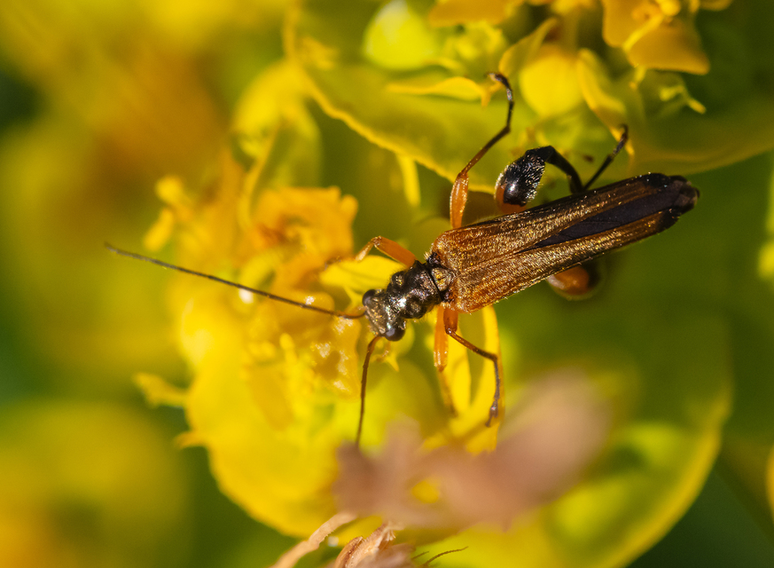 Oedemera podagrariae - székfű-álcincér