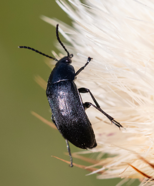 Podonta nigrita - szerecsenbogár