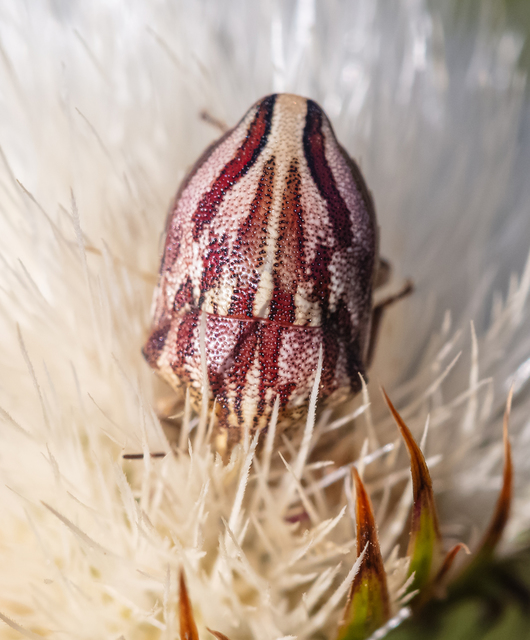 Odontotarsus purpureolineatus - tarka pajzsospoloska