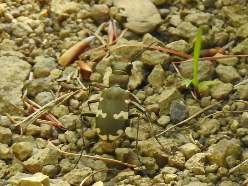 Cicindela sylvicola - erdei homokfutrinka