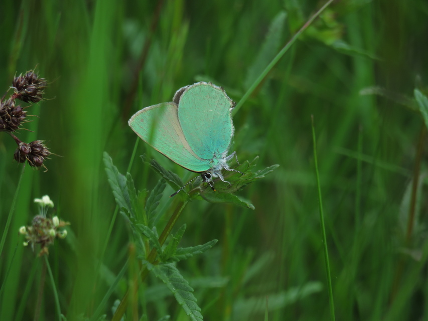 Callophrys rubi - zöldfonákú lepke