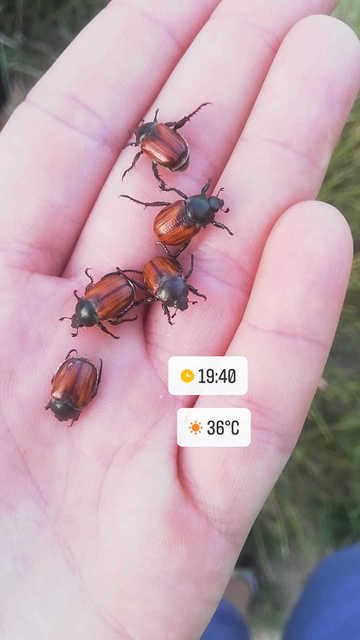 Anisoplia lata - széles szipoly Anisoplia lata - széles szipoly
