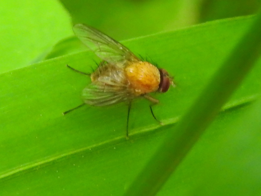 Phaonia pallida