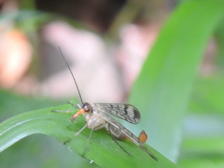 Panorpa cognata