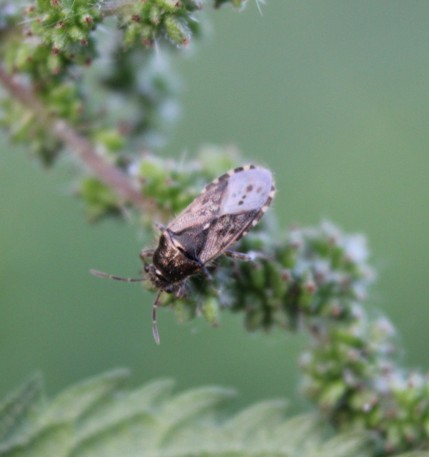 Heterogaster urticae - tarka bodobács