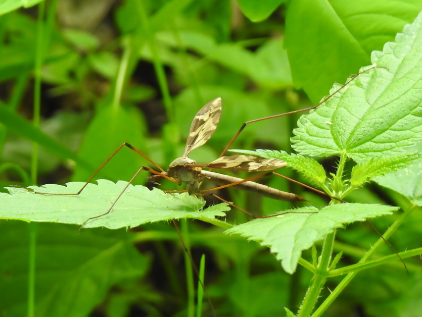 Tipula maxima - Óriáslószúnyog