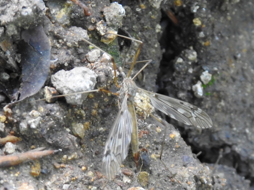 Tipula