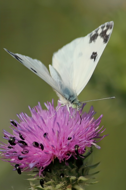 Pontia edusa - rezedalepke