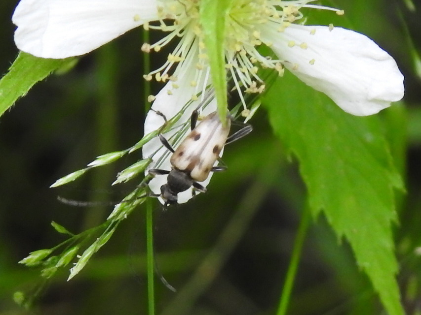 Pachytodes cerambyciformis - változékony virágcincér