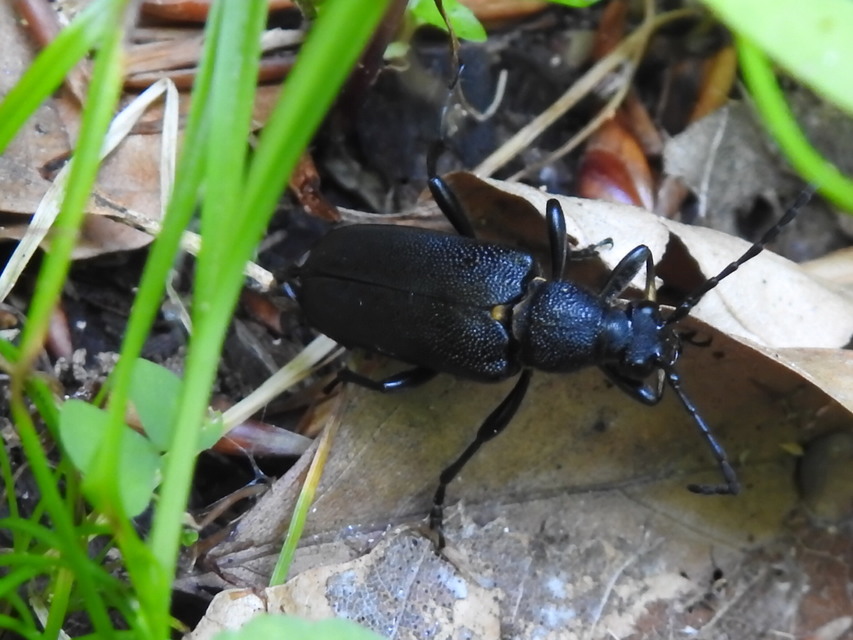 Stictoleptura scutellata - hegyi virágcincér