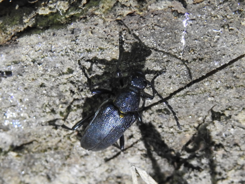 Stictoleptura scutellata - hegyi virágcincér