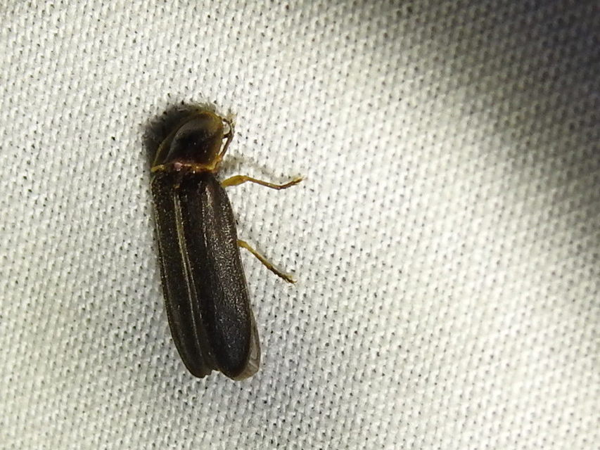 Lampyris noctiluca - nagy szentjánosbogár