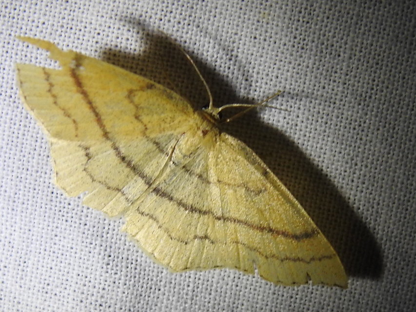 Cyclophora linearia - vonalas pettyesaraszoló