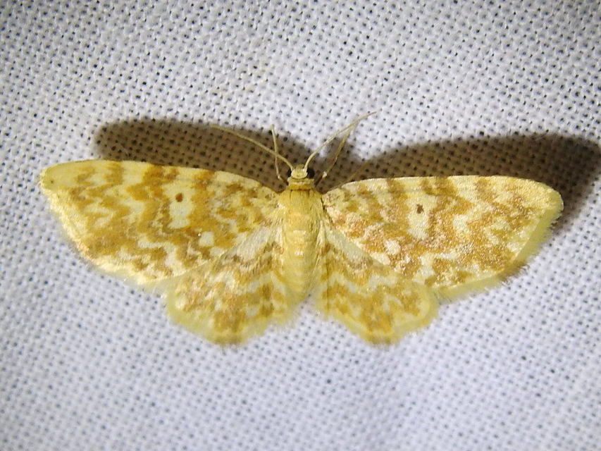 Hydrelia flammeolaria - narancssárga araszoló
