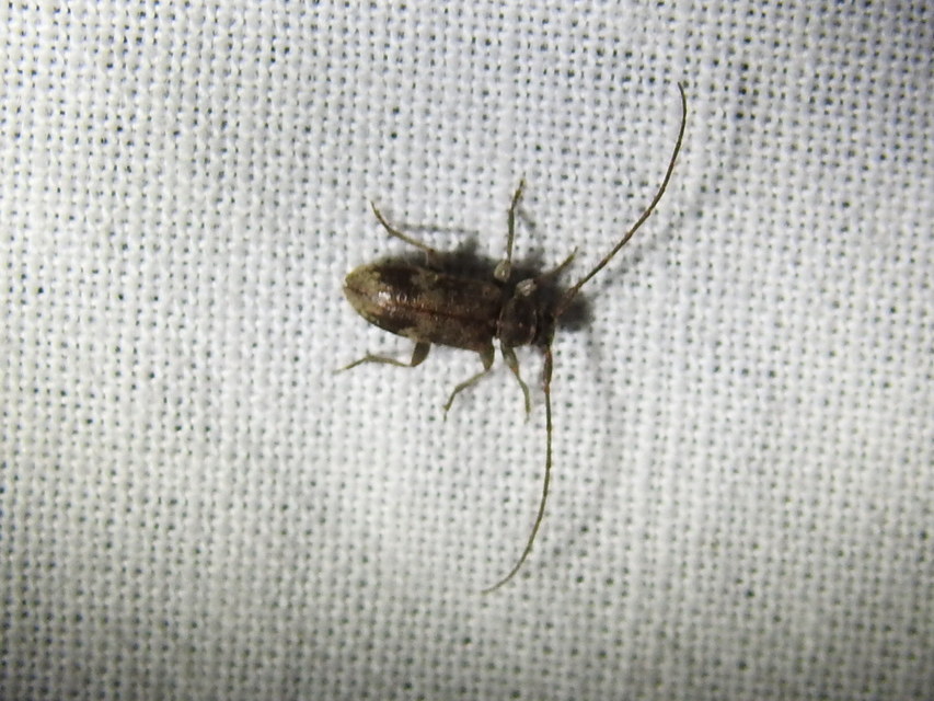 Exocentrus lusitanus - hársfa-rőzsecincér
