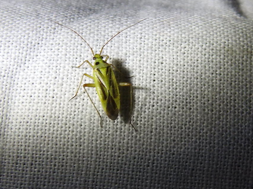 Stenotus binotatus - kétfoltos mezeipoloska