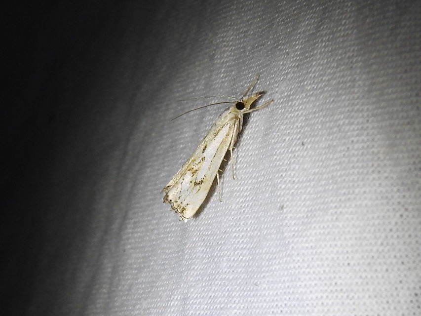 Catoptria falsella - hálós fűgyökérmoly