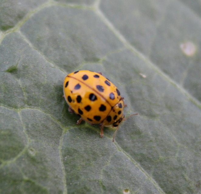 Psyllobora vigintiduopunctata - huszonkétpettyes katica