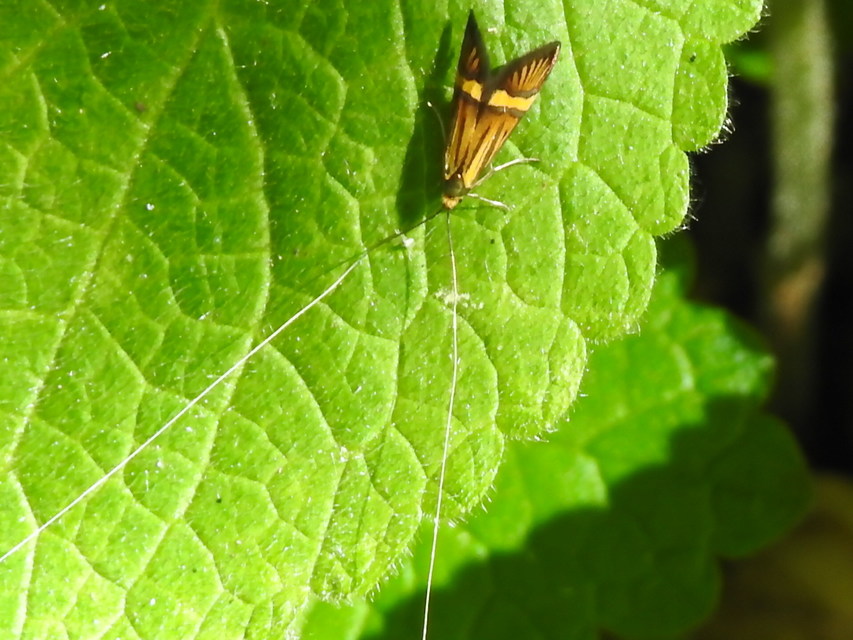 Nemophora degeerella - pompás tőrösmoly