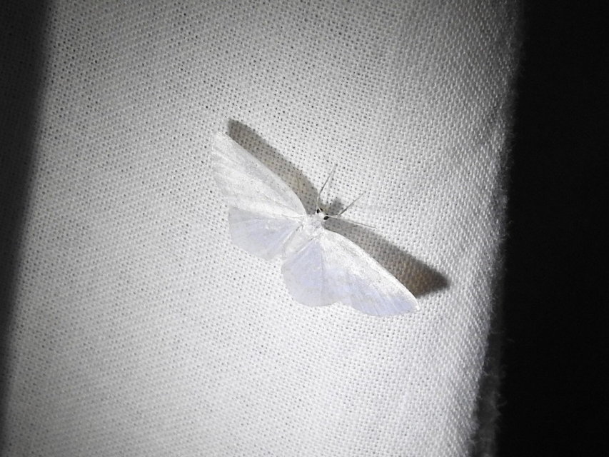 Asthena albulata - gyertyán-fehéraraszoló