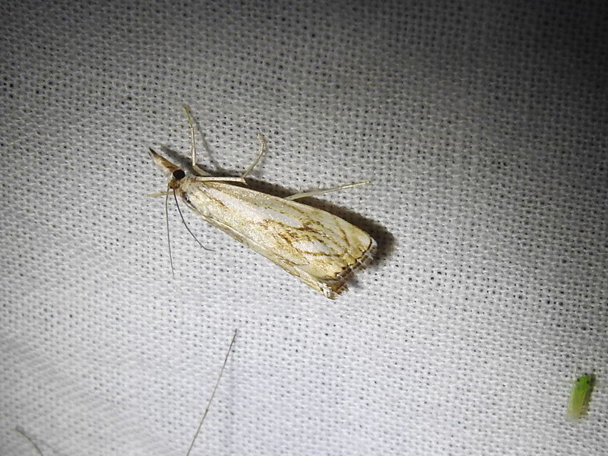 Catoptria falsella - hálós fűgyökérmoly