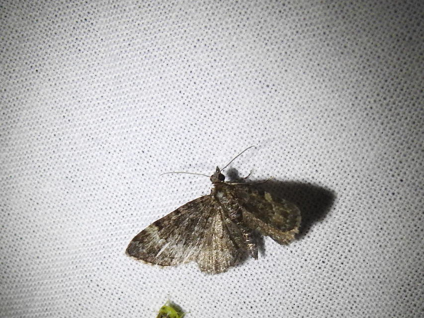 Pasiphila rectangulata - almavirág-araszoló
