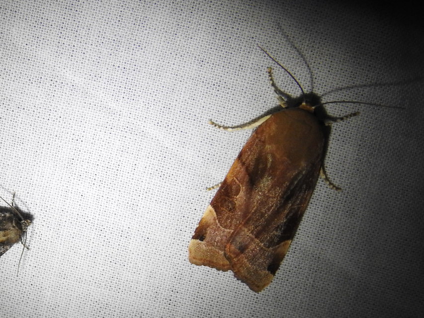 Noctua fimbriata - szélessávú sárgafűbagoly