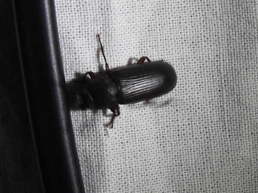 Tenebrio molitor - közönséges lisztbogár