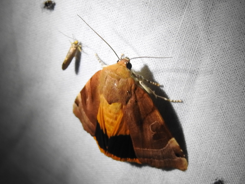 Noctua fimbriata - szélessávú sárgafűbagoly