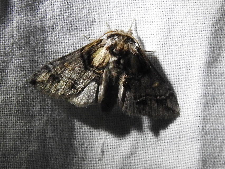 Drymonia velitaris - hegyi púposszövő