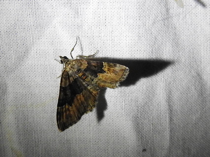 Xanthorhoe quadrifasiata - négysávos tarkaaraszoló