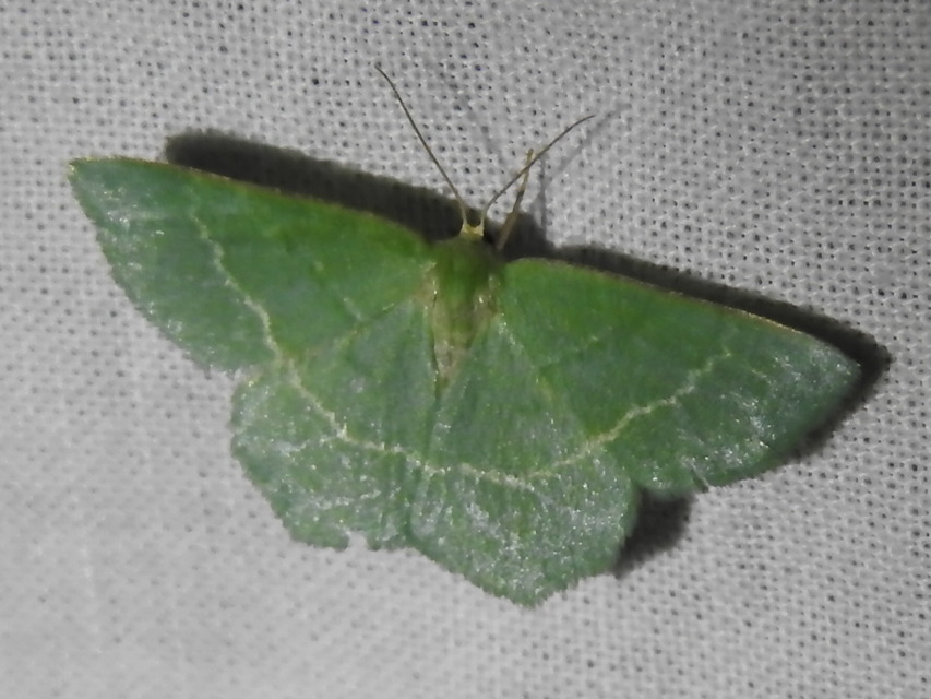 Chlorissa cloraria - sárgászöld araszoló