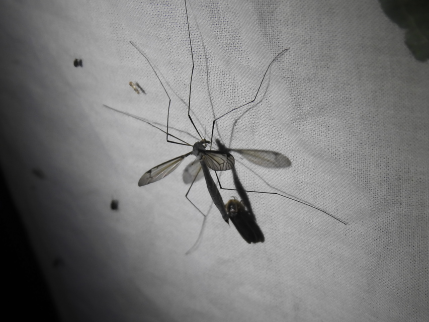 Tipula