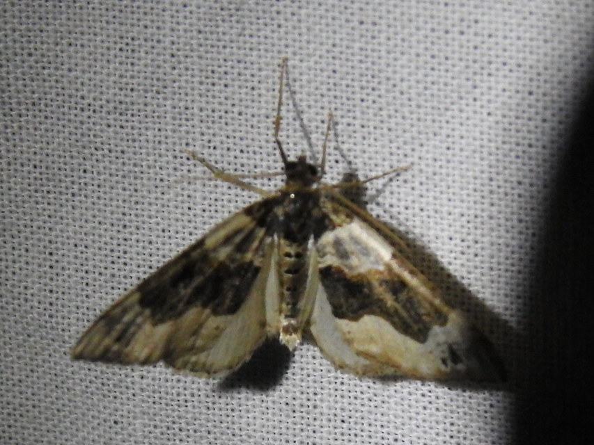 Cosmorhoe ocellata - szemes galajaraszoló