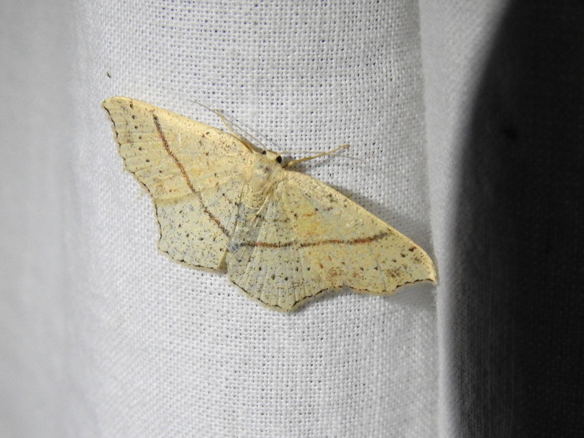 Cyclophora punctaria - sávos pettyesaraszoló