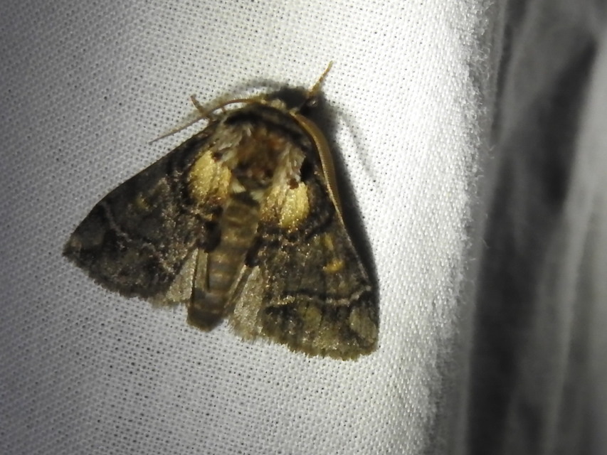 Drymonia velitaris - hegyi púposszövő