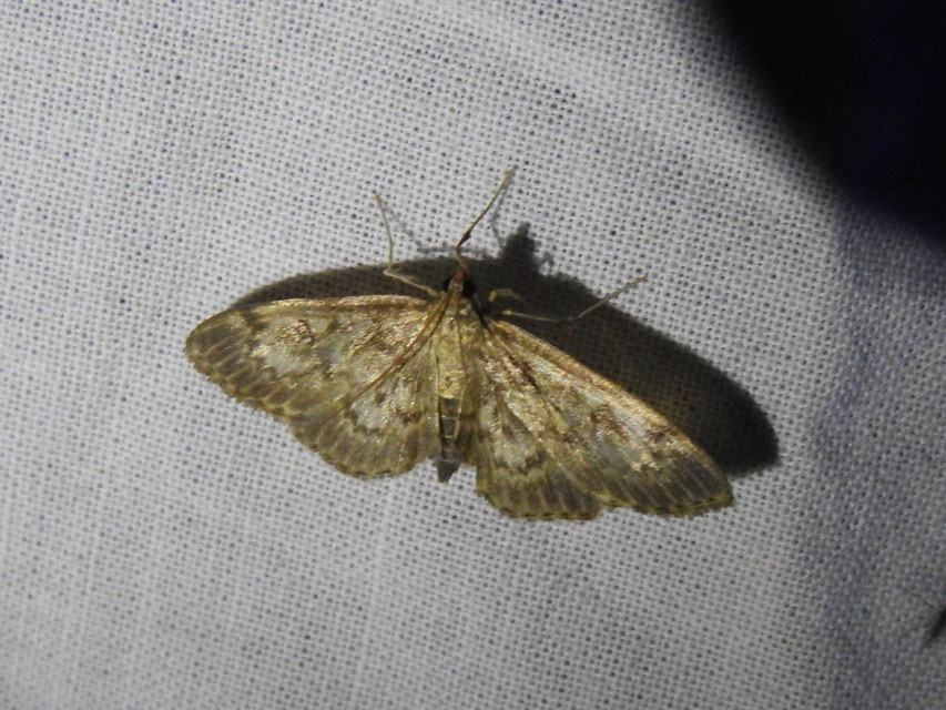 Anania lancealis - hosszúszárnyú tűzmoly
