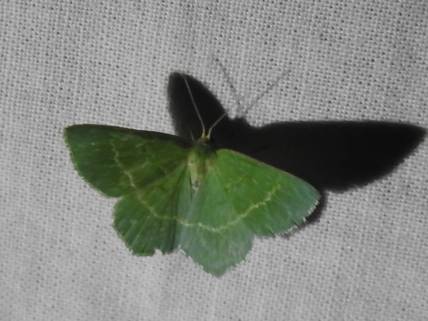 Chlorissa cloraria - sárgászöld araszoló
