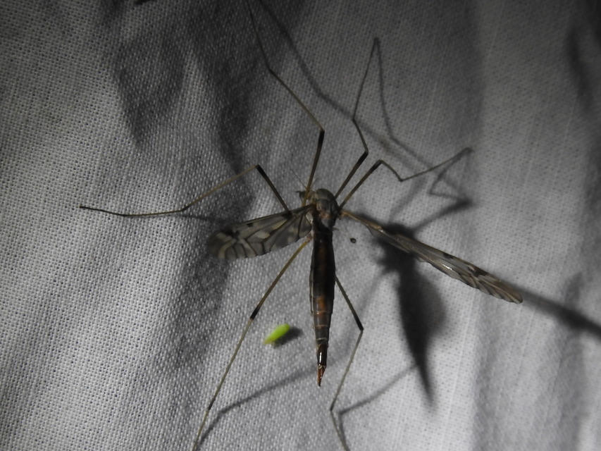 Tipula