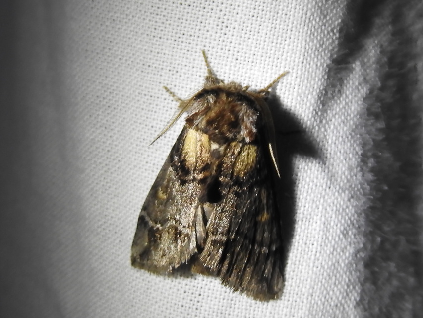 Drymonia velitaris - hegyi púposszövő