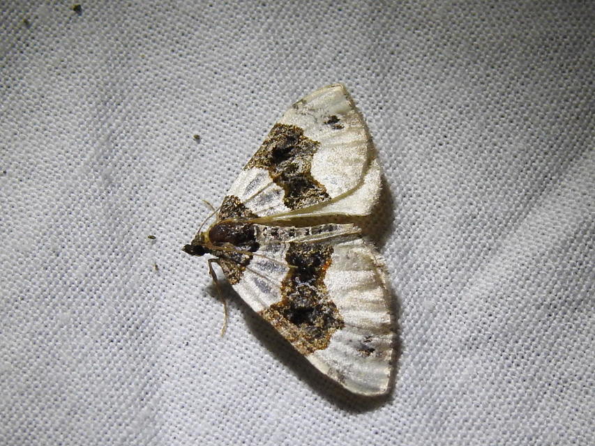 Cosmorhoe ocellata - szemes galajaraszoló