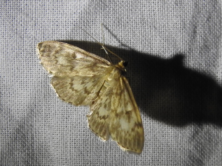 Anania lancealis - hosszúszárnyú tűzmoly