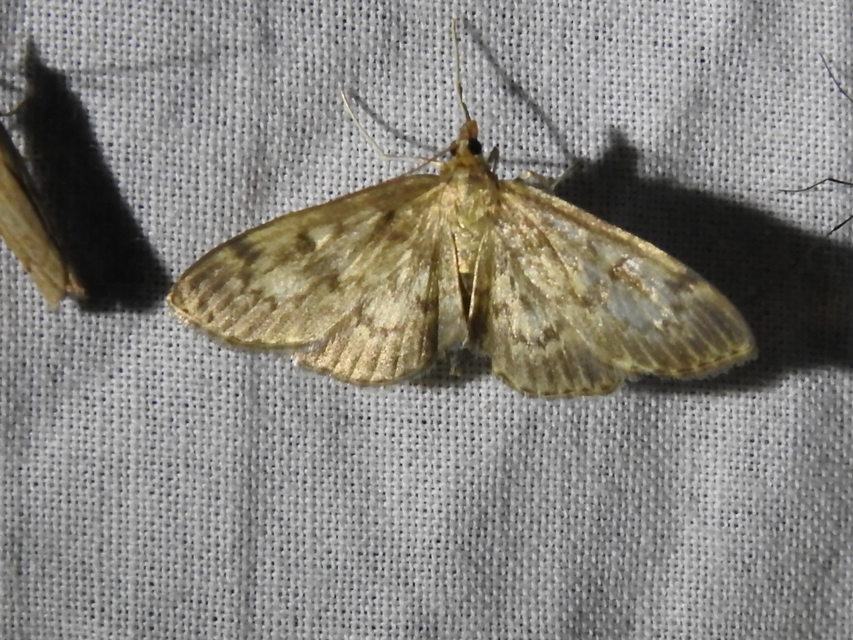 Anania lancealis - hosszúszárnyú tűzmoly